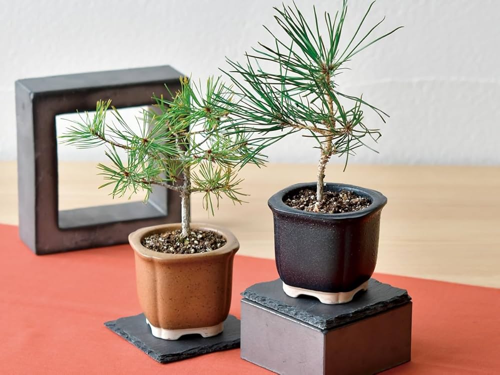 Amazon|聖新陶芸 The BONSAI 栽培セット 黒松 サイズ:約W8.5 Amazon|聖新陶芸 The BONSAI 栽培セット 黒松 サイズ:約W8.5